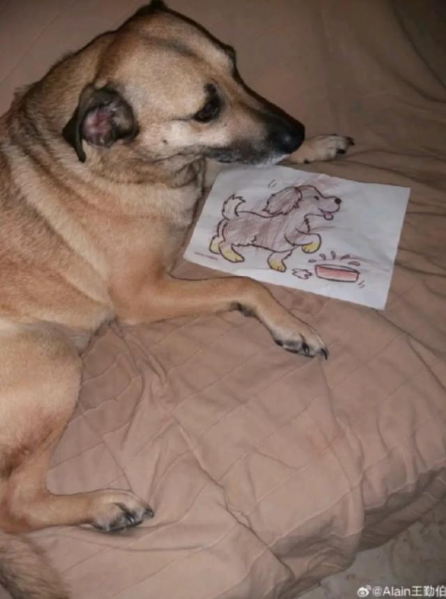 1725789611598003301.jpg 英雄联盟直播-【专栏】王勤伯:内心有狗