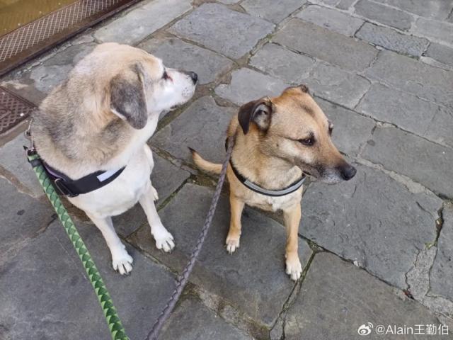 1725789721591055612.jpg 英雄联盟直播-【专栏】王勤伯:内心有狗