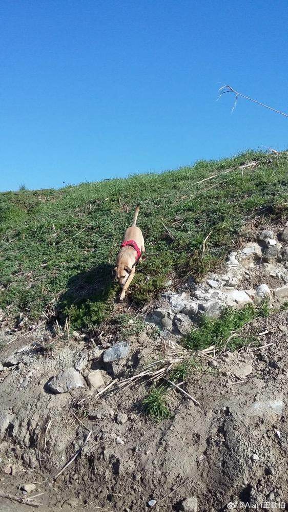 1725789756031087708.jpg 英雄联盟直播-【专栏】王勤伯:内心有狗